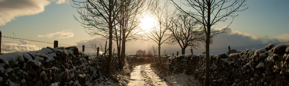 Howes Woods near Raisebeck